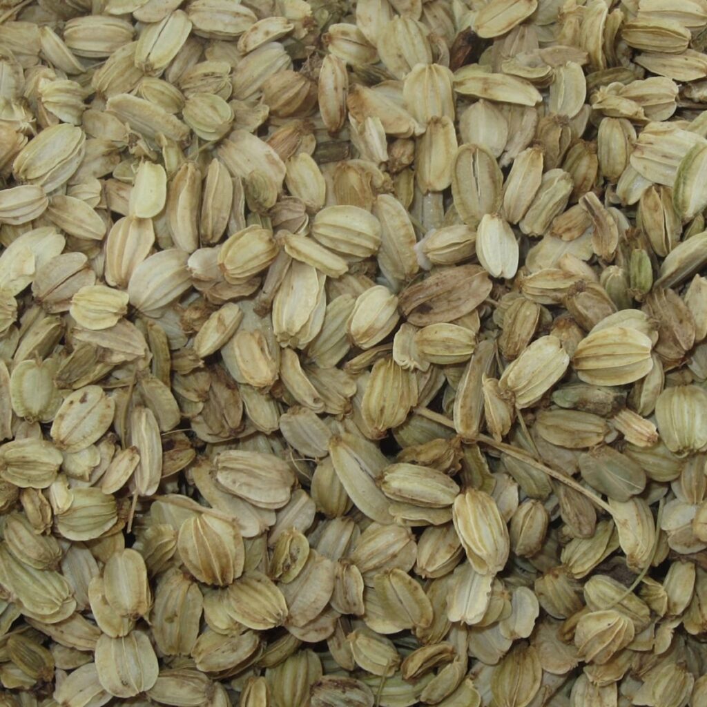 Angelica seed