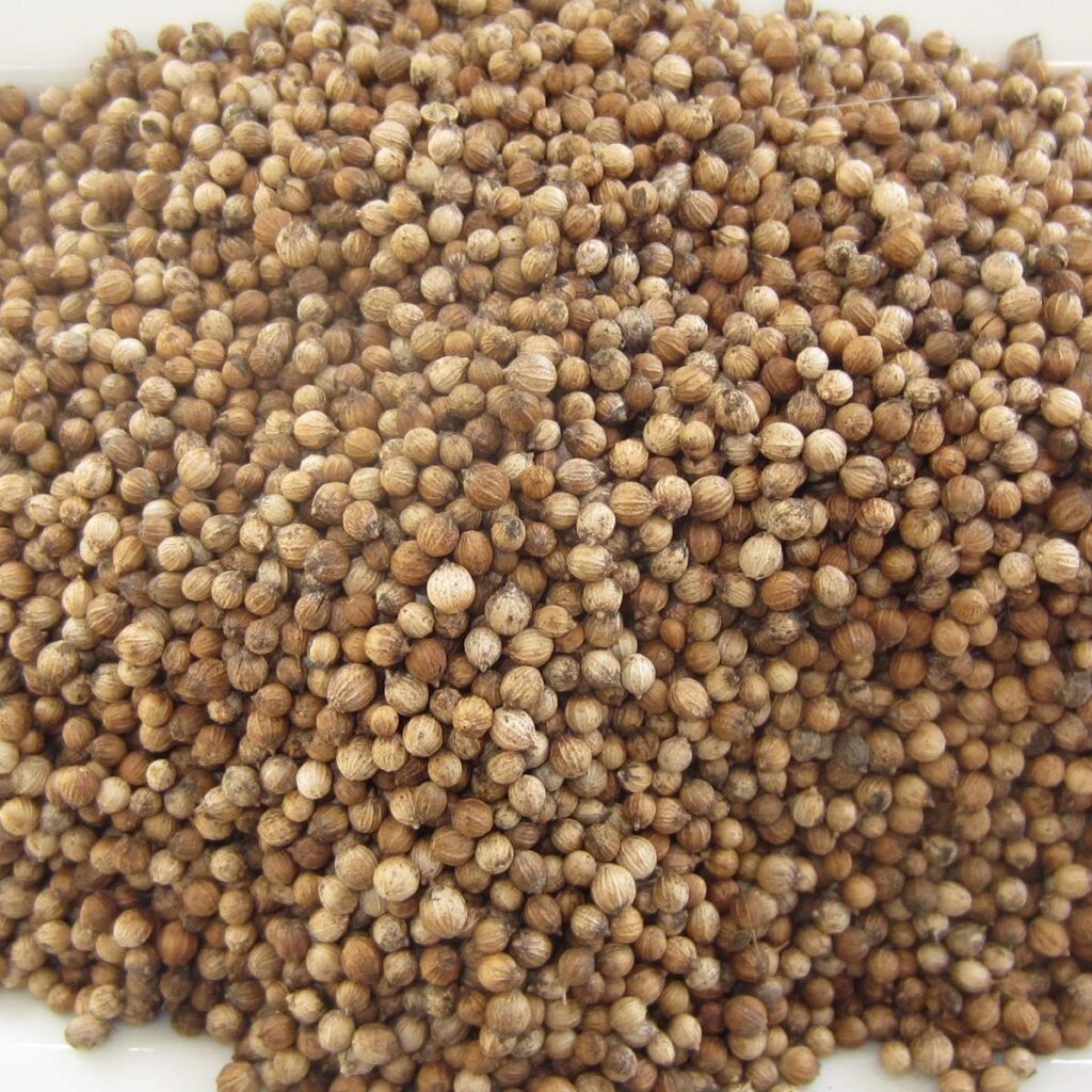 Coriander