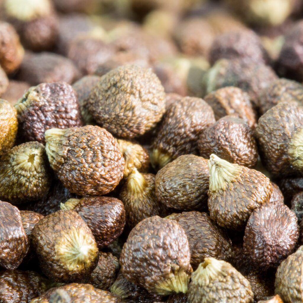 Grains of Paradise