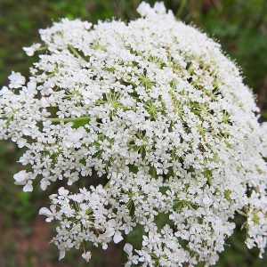 Elderflower