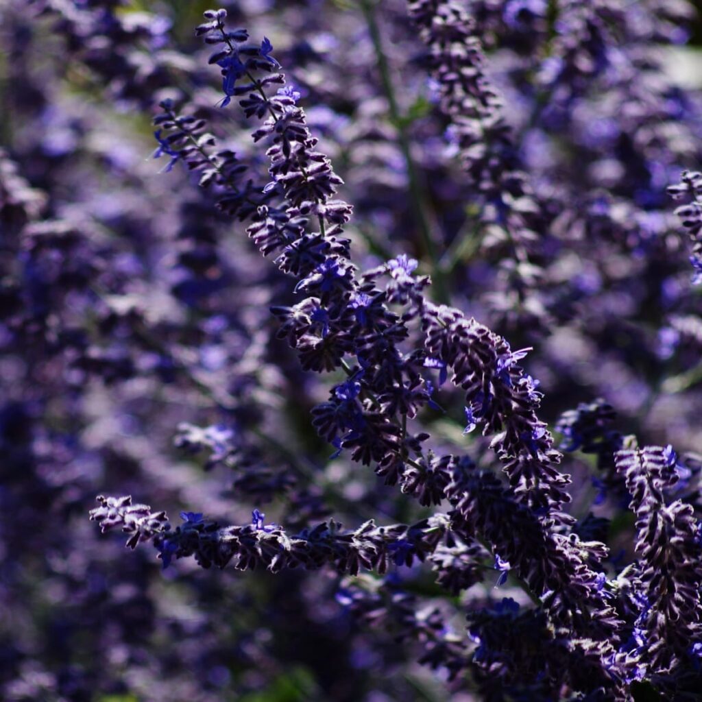 Lavender
