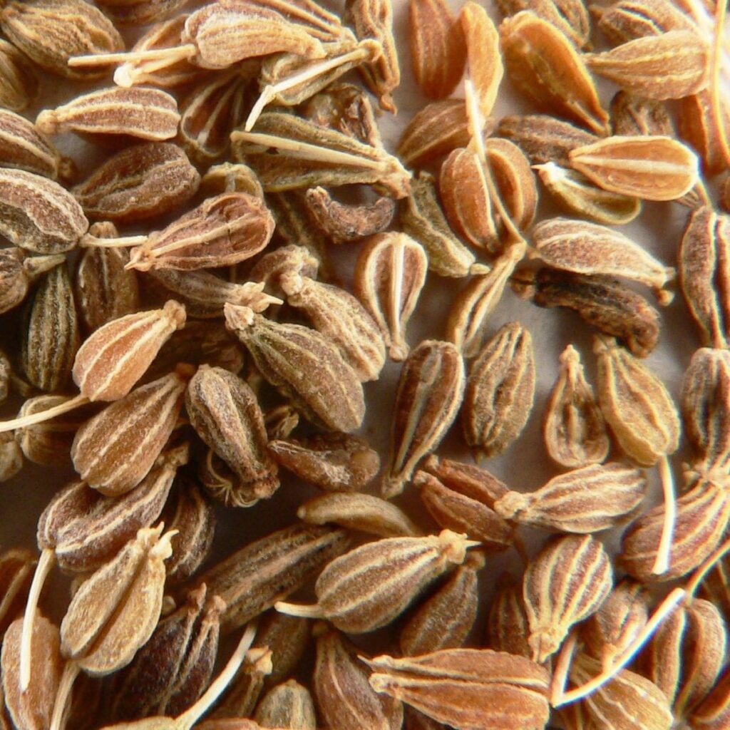 Aniseed