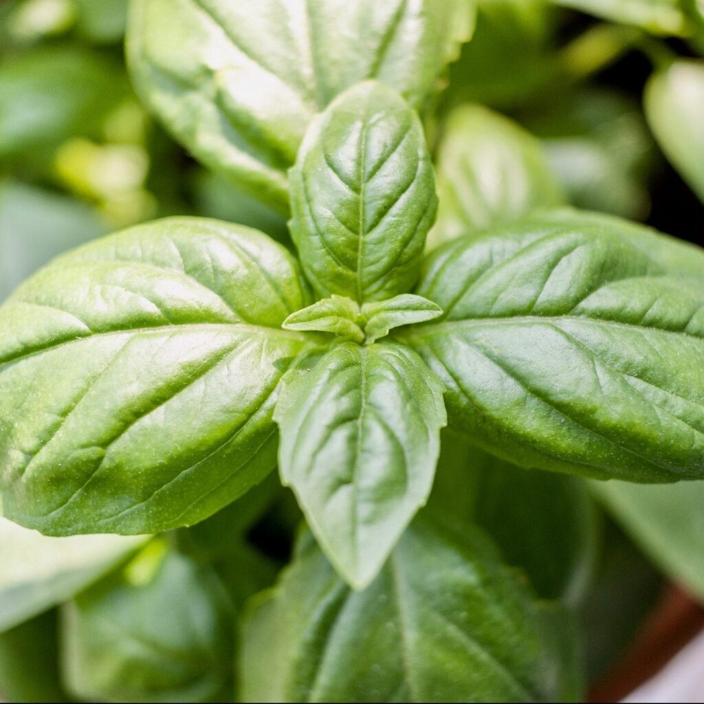 Basil
