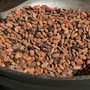 Cacao (Cocoa)