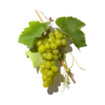 Pressed Grand Cru Grapes - image courtesy of Renais Spirits