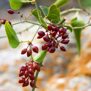 Sarsaparilla