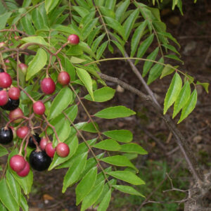 Curry Leaf