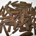 Long Pepper - This image was acquired from wikimedia. It was marked as Public Domain or CC0 and is free to use.