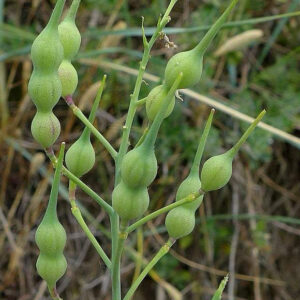 Sea Radish