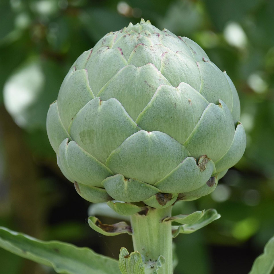 Artichokes - used in gin distillation