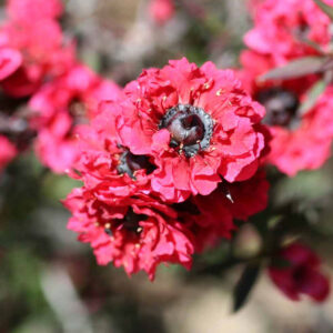 Manuka Honey