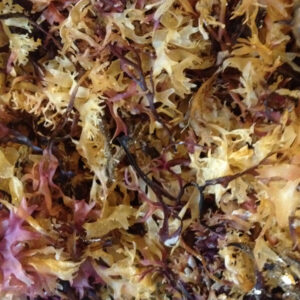Carageen Moss