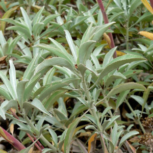 White Sage