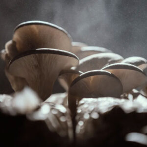 Oyster Mushrooms © Monkey 47 / Black Forest Distillers